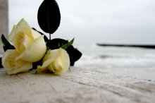  / 2012, море, одесса, осень, отдых, путешествия, роза, розы, украина, черное море