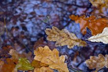 Осенние листья / Листья на воде