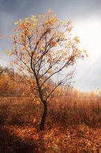 Осень / Autumn