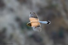 Пустельга / Птица семейства соколиных, наиболее распространённая хищная птица Центральной Европы