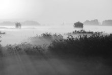 туман / утренний туман