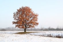 Первый снег / Первый снег