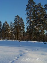 Зима / Зимний лес