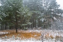 Снова зима / Сосна в лесопарковой зоне пригорода