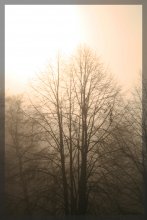 &nbsp; / Дерево в тумане.