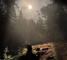 лес в тумане / почти по Шишкину, но в Калифорнии