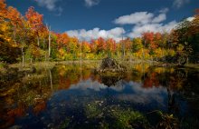 Transparent Autumn / Transparent Autumn