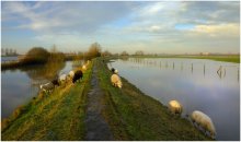 Sheep in the flood. / Flood in my region.