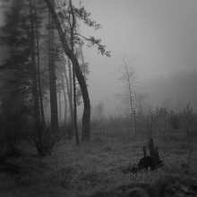 Туман в лесу / ******