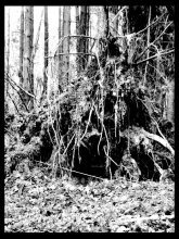 Корнни / ***