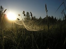 паутинка...утреннее творение ночных ткачей / паутина