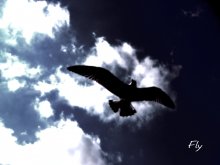 Полет / Свободный полет птицы