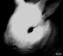 $-Bunny / ***