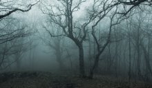 Туманный лес / Массив Чатыр-Дага. Вершина Сахарная головка Крым. Конец ноября