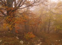 Возвращение в осень / Склоны массива Чатыр-Даг. Крым. Буковые леса. Туман