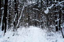 Зимняя сказка / Лес города Таллин.