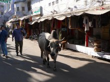 Горбатая корова / Коровы в Индии, в отличие от наших они горбатые, считаются священными и потому могут ходить где им вздумается.