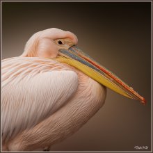 Розовый пеликан / Розовый пеликан . Зоопарк города Мадрида