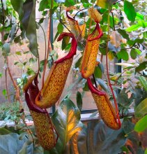 башмачки... Nepenthes / Эффектный кувшиночник относится к роду Непентес (Nepenthes). Произрастают они в тропиках. Разнообразные непентесы живут на островах Калимантан, Суматра, Мадагаскар, на Сейшельских и Филиппинских островах, на полуострове Индокитай, в Новой Гвинее, в тропической Австралии.
Непентесы — насекомоядные кустарники, полукустарники, лианы разной высоты с очередными ланцетными или продолговатыми листьями. Кроме обычных листьев, у непентесов развиваются кувшинчатые листья с усиками. Верхняя часть кувшинчатого листа переходит в тонкий длинный усик. Самый конец усика расширяется, завершаясь кувшинчиком с крышкой.
Одни виды непентесов – эпифиты, крепящиеся к дереву, с висящими в воздухе кувшинчиками. Тонкие усиковидные черешки непентеса-эпифита обвивают ветви дерева, на котором нашло своё пристанище растение.Для других видов непентесов типичен наземный образ жизни, их кувшинчики лежат на земле.Разнообразные виды непентесов имеют кувшинчики различных привлекательных окрасок (терракотово-красные, малиновые, бело-розовые, белые с яркими пятнышками, бледно-зелёные с контрастным пурпурным рисунком). Нарядные кувшинчики бывают разной формы и сильно варьируют по размерам (длиной от 3 до 50 см).