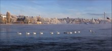 Про лебедей...... / В теплые края.......   в Стокгольме  -15...из за быстрого течения вода не замерзает....