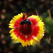 Пчелка / пчела, цветок