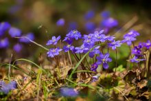 Скоро весна / Редкий цветок может похвастаться такими нежнейшими и чистейшими небесно-голубыми тонами, какие имеет голубая перелеска.