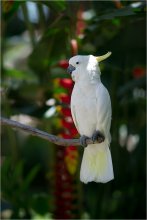 Cacatua galerita / парк птиц - Бали - Индонезия.
Парк птиц и рептилий расположен рядом с Денпасаром. 
На большой территории, среди тропических зарослей, представлено более 250 видов птиц. Многие из них ютятся в клетках, но есть и открытые вольеры, в которых можно наблюдать пернатых и на свободе. С некоторыми птицами можно фотографироваться.