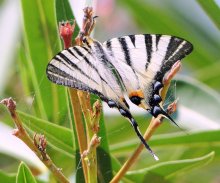 Застывший полет / Снимок сделан в Италии в районе Траземенского озера
Это никто иной как Подалирий [lphiclides (Papilio) podalirius], дневная бабочка из семейства парусников.