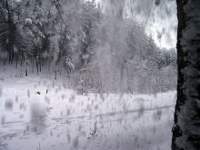 По ту сторону снега / зимний лес Витебская обл