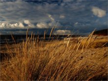 Трава у моря / побережье Рижского залива осенью