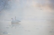 Лебеди / Камчатка. Морозное утро на река Парутнка. Лебеди Кликуны.	

Приглашаю в Фото путешествие по Камчатке сентябрь 2013 http://ratbud.livejournal.com/12084.html