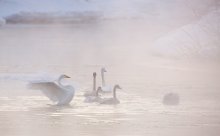 Лебединая Камчатка / Небольшой фото рассказ о зимовке Лебедей на Камчатке http://ratbud.livejournal.com/14008.html

Приглашаю в Фото путешествие по Камчатке сентябрь 2013 http://ratbud.livejournal.com/12084.html