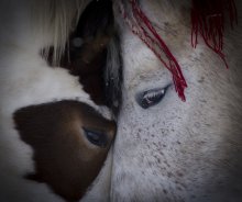 Любовь / Это мои кони