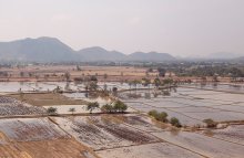 Рисовые поля / Таиланд