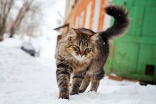 Кот, который гуляет сам по себе / Переславль-Залесский