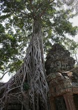 Кружева Баньяна. / В 1992 году Ангкор вошел в список памятников Всемирного достояния человечества и был взят под охрану ЮНЕСКО. Ангкор занимает около 600 кв.м. площади и является колоссальным архитектурным комплексом из храмов и дворцов. Все эти постройки густо оплетены лианами и другой тропической растительностью, что придает им совершенно особый и ни с чем не сравнимый вид.