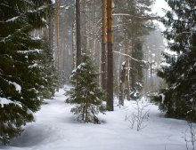 По нехожиным тропам / В снегопад