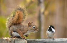 ...are you resident of this province? / American red squirrel &amp; Black-capped Chickadee.