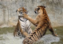Игры гигантов / Бенгальские тигры