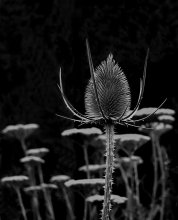 Eryngium / соцветие синеголовника