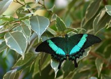 Парусник Палинур / Papilio palinurus