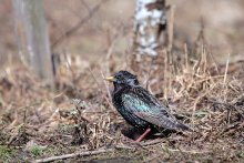 Скворец / Обыкновенный скворец или шпак (Sturnus vulgaris)
Попался за поиском пищи
http://www.youtube.com/watch?v=ZDNIz4QTQ6s