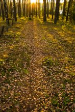 Осенний закат в лесу / Прогулка по осеннему лесу