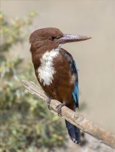 Белогрудый / White-throated Kingfisher (Красноклювая альциона)