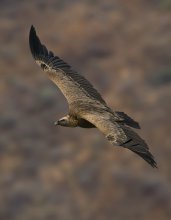 В своей стихии / Griffon Vulture - Белоголовый сип