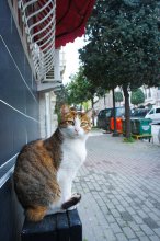 Стамбул - город кошек / Стамбул поражает количеством и многообразием кошек.
