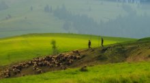 утро в карпатах / карпатский холмистый пейзаж со стадом овец на фоне изумрудной зелени