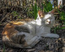 Кошка / Кошка греется на солнышке