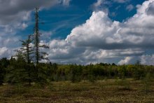 Mer Bleue Bog @ Spring / Mer Bleue Bog @ Spring