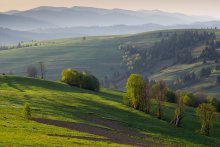 туманные склоны карпат / весенний рассветный пейзаж на холмах Карпатских гор